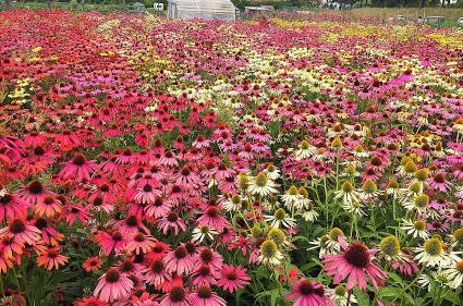 echinacea