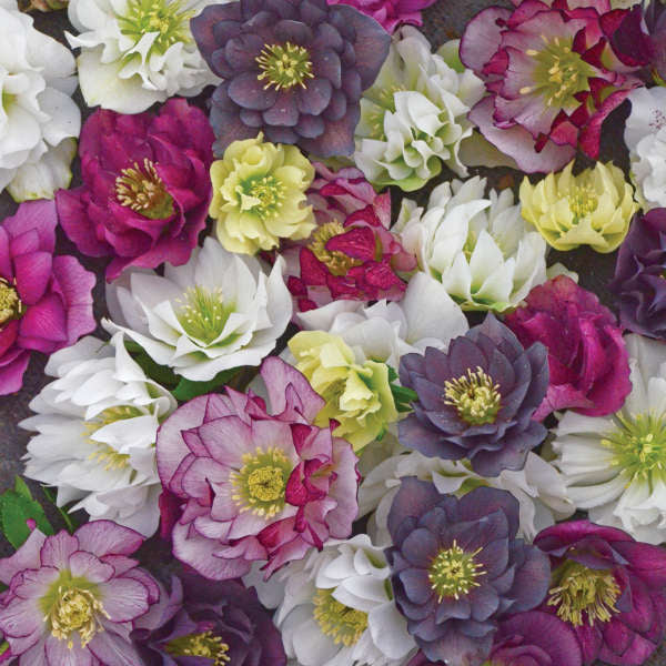 Helleborus WEDDING PARTY® Series