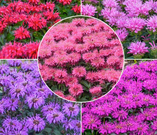 4 Mixed Monarda Bee Balm Starter Perennial Collection. Super Cool Colors. Pollinators. Easy to Grow. Love Sun.