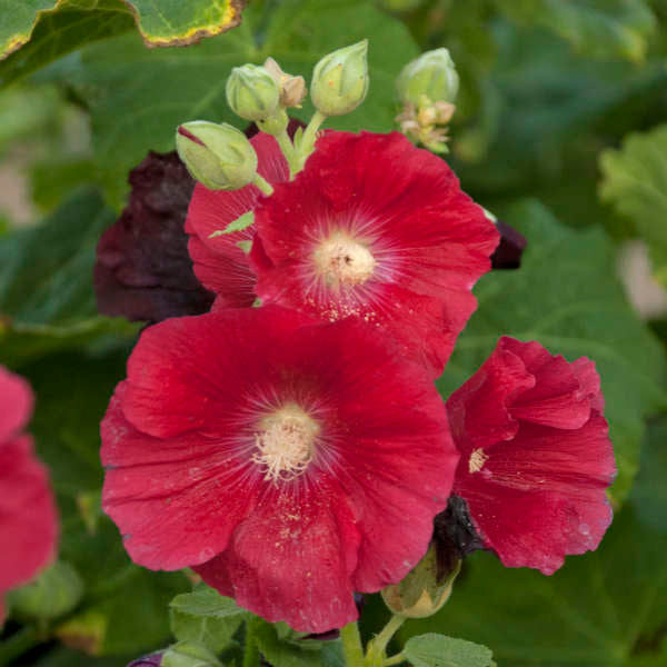 Walters Gardens, Inc. / Alcea rosea 'Mars Magic'