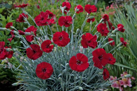 3 Live Dianthus 'Cherry Pie' Perennial Plants. Loves Sun. Easy to Grow. Pollinator.