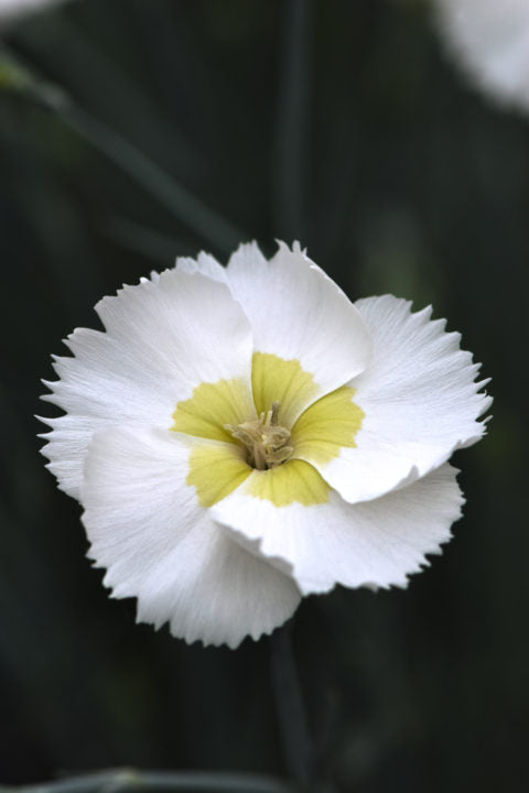 3 Live Dianthus 'Key Lime Pie' Perennial Plants. Loves Sun. Easy to Grow. Pollinator.