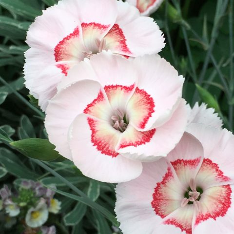 3 Live Dianthus 'Peach Pie' Perennial Plants. Loves Sun. Easy to Grow. Pollinator.
