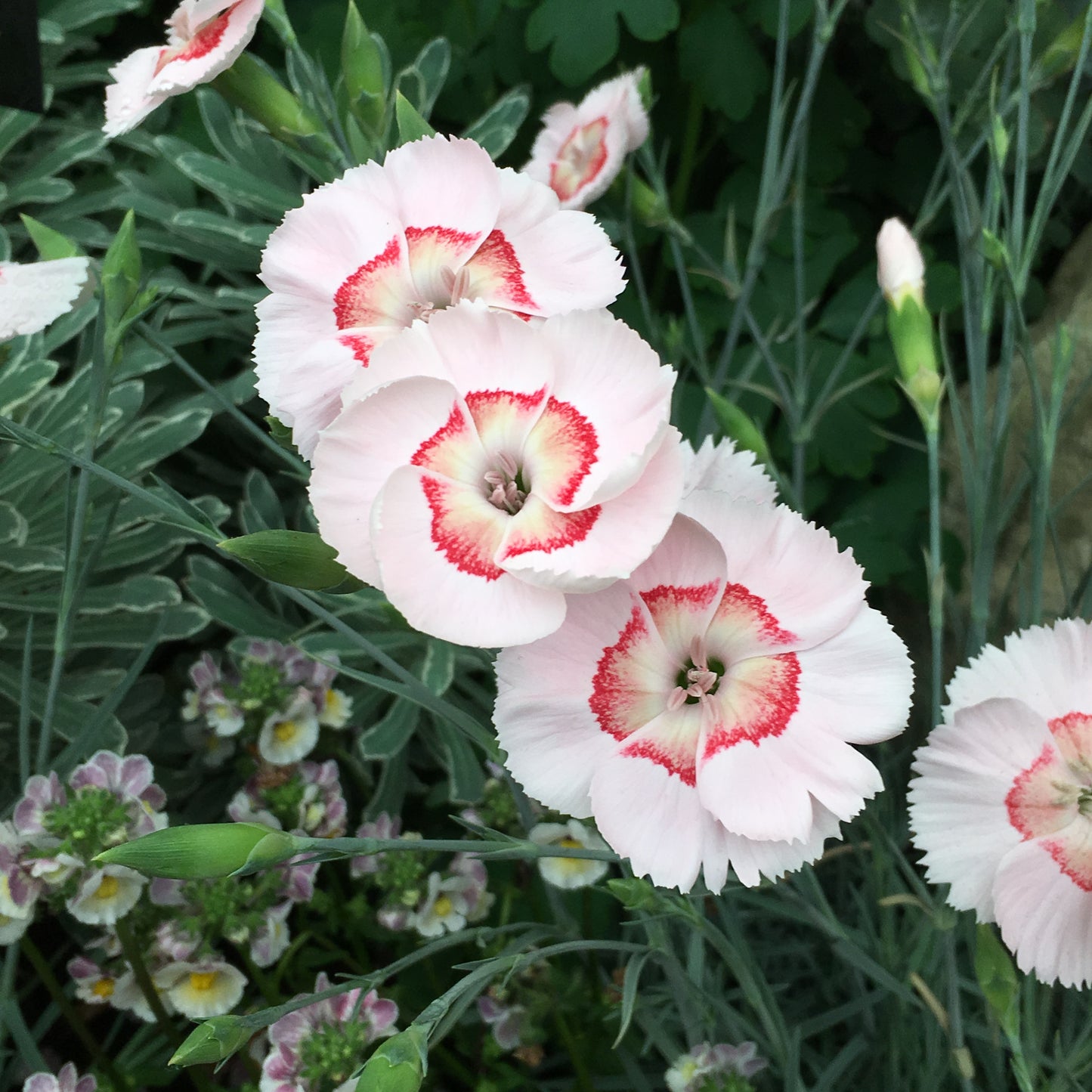 3 Live Dianthus 'Peach Pie' Perennial Plants. Loves Sun. Easy to Grow. Pollinator.