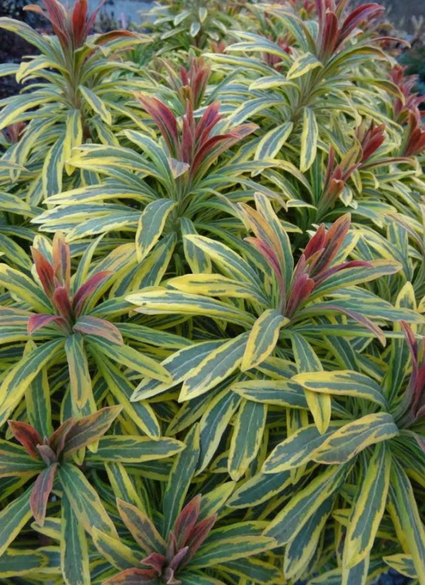 2 Phenomenal Euphorbia Ascot Rainbow Perennial Plants, Add Sizzle to your Garden! Loves the Sun and is Deer Resistant. Unique Perennials!