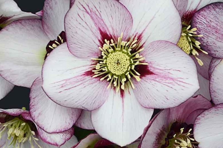 Helleborus WEDDING PARTY® Series Mix