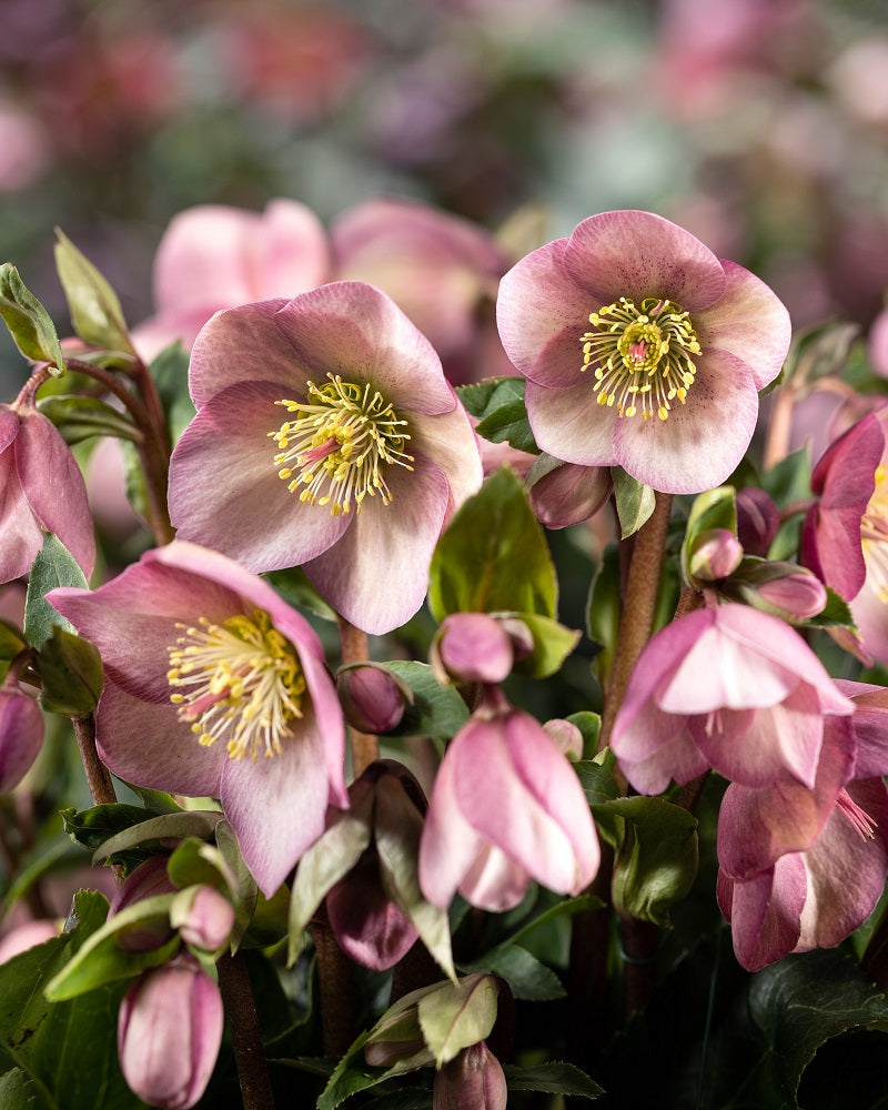 Helleborus Ice Breaker® 'Rosy' Rare Lenten Rose Flowering Starter Perennial. Great Roots. Early Bloomer.