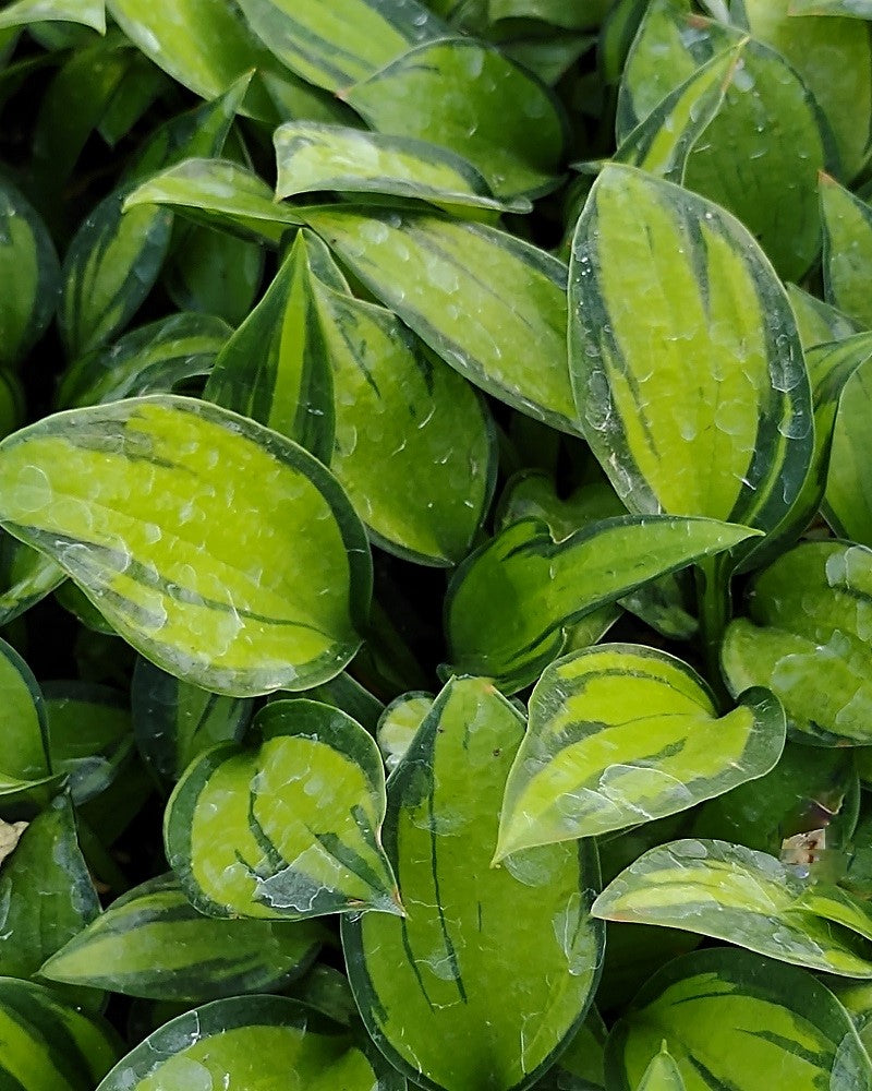 Hosta 'Justine' Hosta Starter Perennial. Cool Colors. Shipped Bareroot and Ready to Plant. Attracts Butterflies and Hummingbirds.