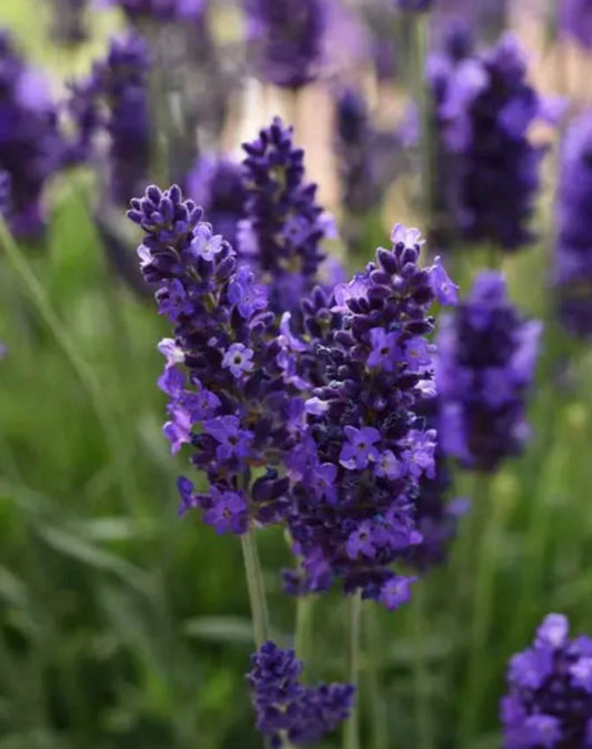 3-Pack Live Lavandula angustifolia English Lavender Starter Perennial Plants. Super Healthy. Ready to Plant.