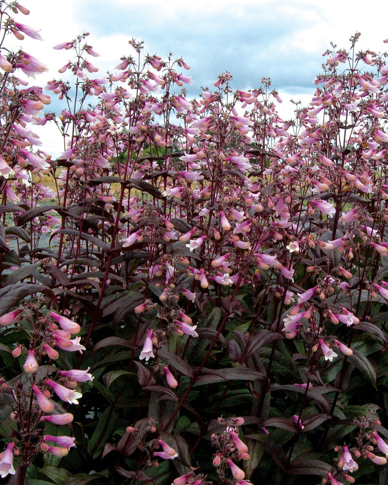 3 Penstemon 'Dark Towers' Starter Perennials. Striking Dark Purple and Vibrant Pink. Great Pollinator.