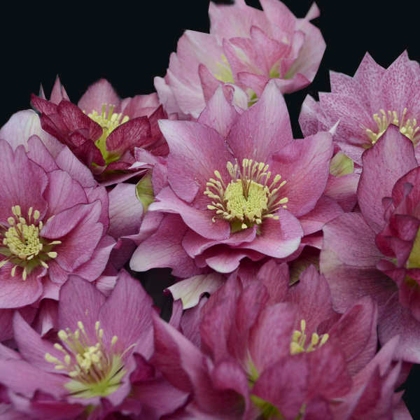 Helleborus 'Maid of Honor' Lenten Rose Perennial. Stunning Blooms.