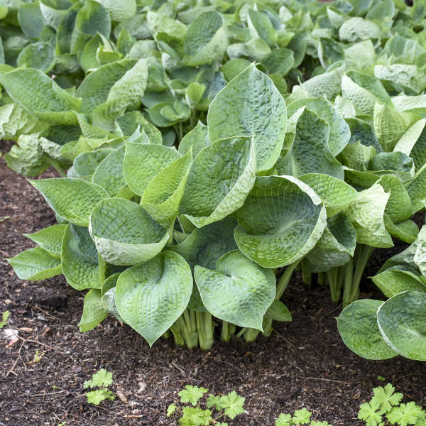 Jumbo Root Ball Hosta 'Abiqua Drinking Gourd' Starter Perennial. Super Healthy. Great Roots. Cool Blue Color.