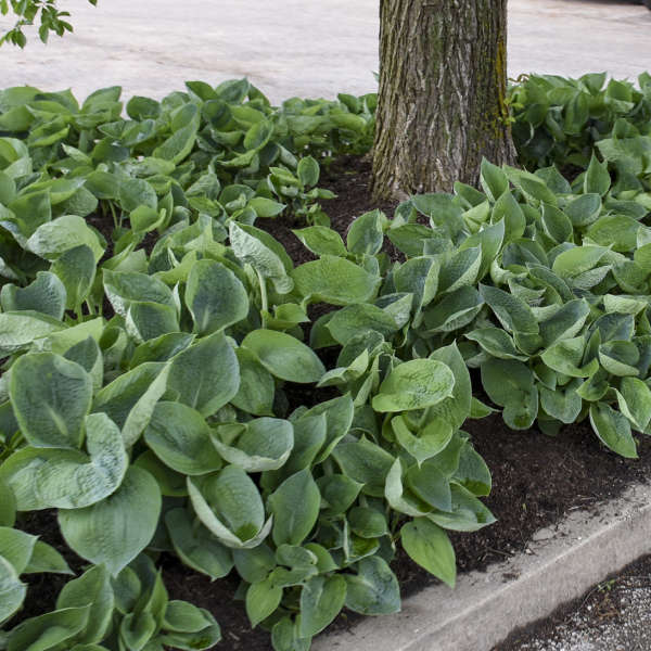 Jumbo Root Ball Hosta 'Abiqua Drinking Gourd' Starter Perennial. Super Healthy. Great Roots. Cool Blue Color.
