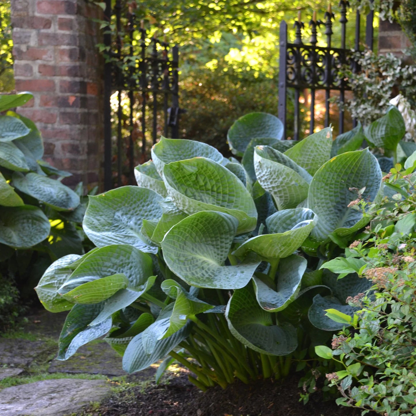 Jumbo Root Ball Hosta 'Abiqua Drinking Gourd' Starter Perennial. Super Healthy. Great Roots. Cool Blue Color.