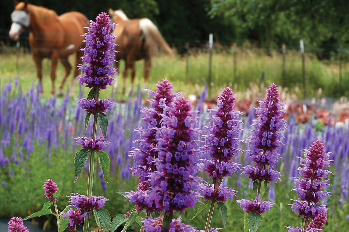Creek Hill Nursery, Inc. / Agastache 'Blue Boa'