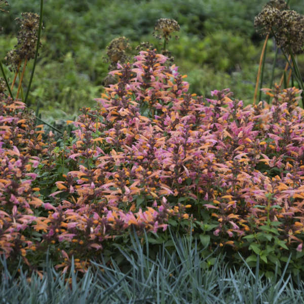 3 Agastache 'Mango Tango' Anise Hyssop Live Perennial Plants. Attracts Butterflies and Hummingbirds