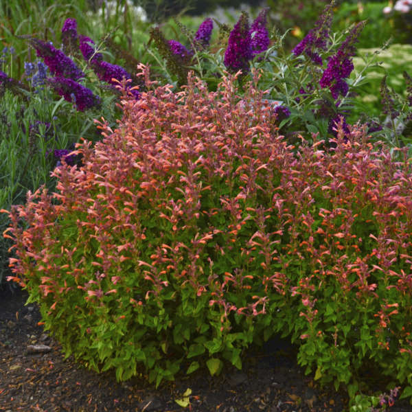 3 Agastache 'Mango Tango' Anise Hyssop Live Perennial Plants. Attracts Butterflies and Hummingbirds