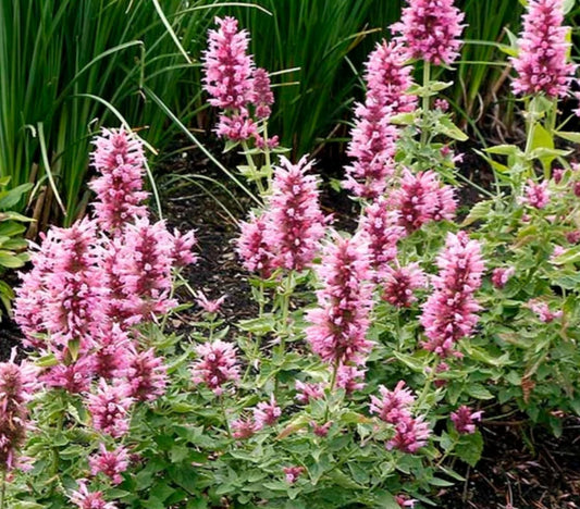 5 Mixed Agastache Hummingbird Mint Starter Perennials. Long Bloomer. Perfect for Sidewalk Gardens.