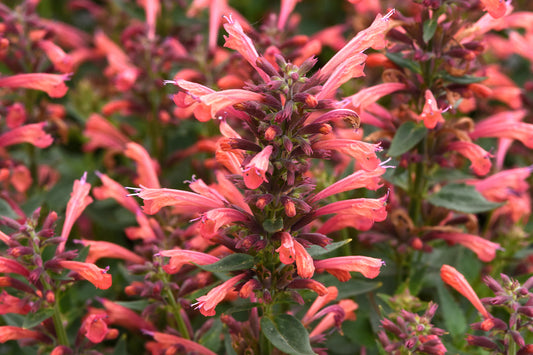 Creek Hill Nursery / Agastache 'Summerlong Coral'