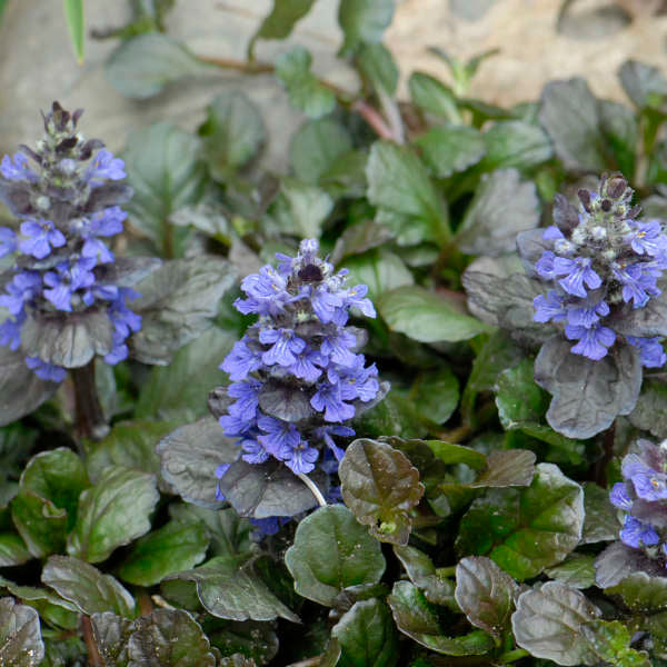 6 Ajuga reptans 'Black Scallop' Starter Perennial Plants. Easy to Grow. Awesome ground cover.