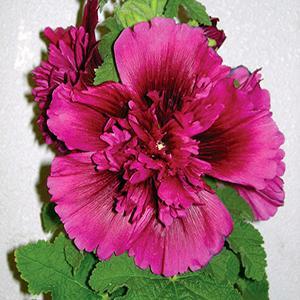 3 Alcea rosea 'Queeny Purple' Hollyhock Live Perennial Plant. Dwarf, Upright, Grows to 3 Feet.