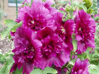 3 Alcea rosea 'Queeny Purple' Hollyhock Live Perennial Plant. Dwarf, Upright, Grows to 3 Feet.