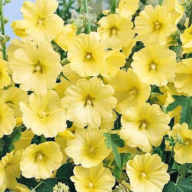 3 Alcea rosea 'Spotlight Sunshine' Starter Hollyhock Perennials. Stunning Color. Love Sun.
