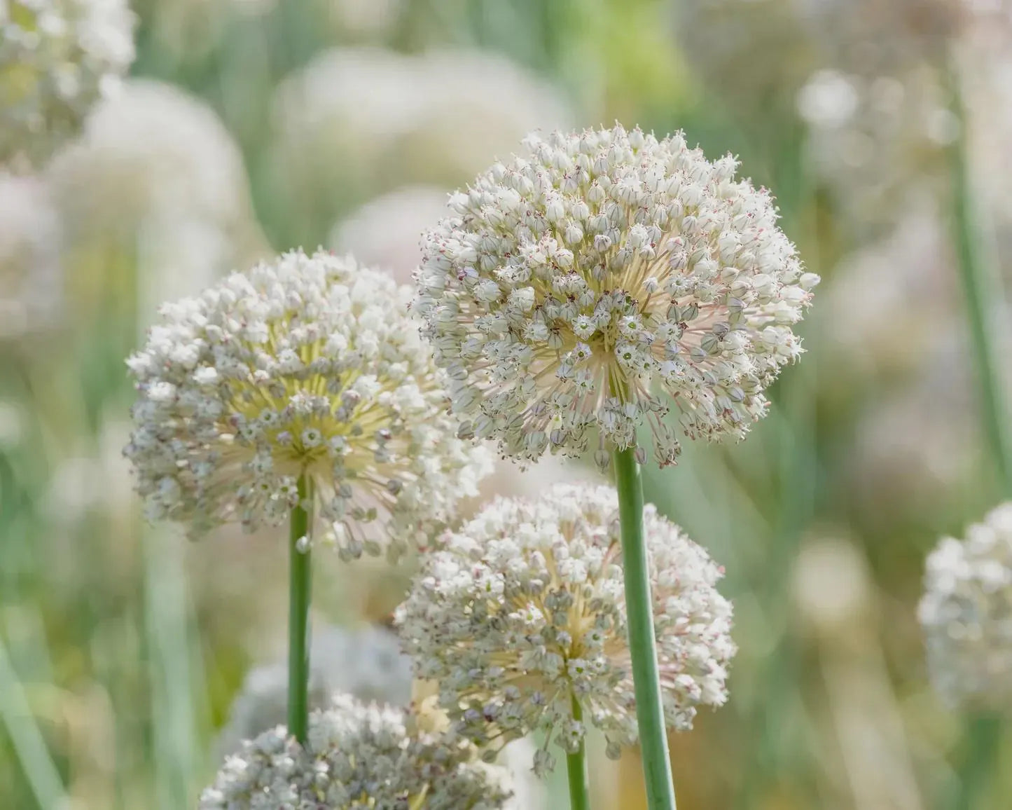 5 Allium 'Ping Pong' Perennial Bulbs. Showy Blooms. Comes Back Every Year. Fall is Perfect Time to Plant.