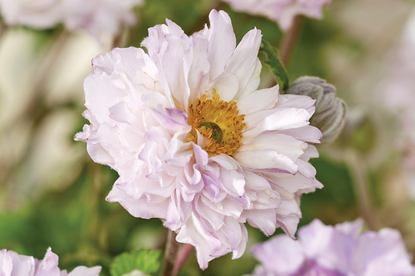 2 Anemone 'Frilly Knickers' Perennial Starter Plants. Delicate Appearance But Tough & Vigorous. Easy to Grow.