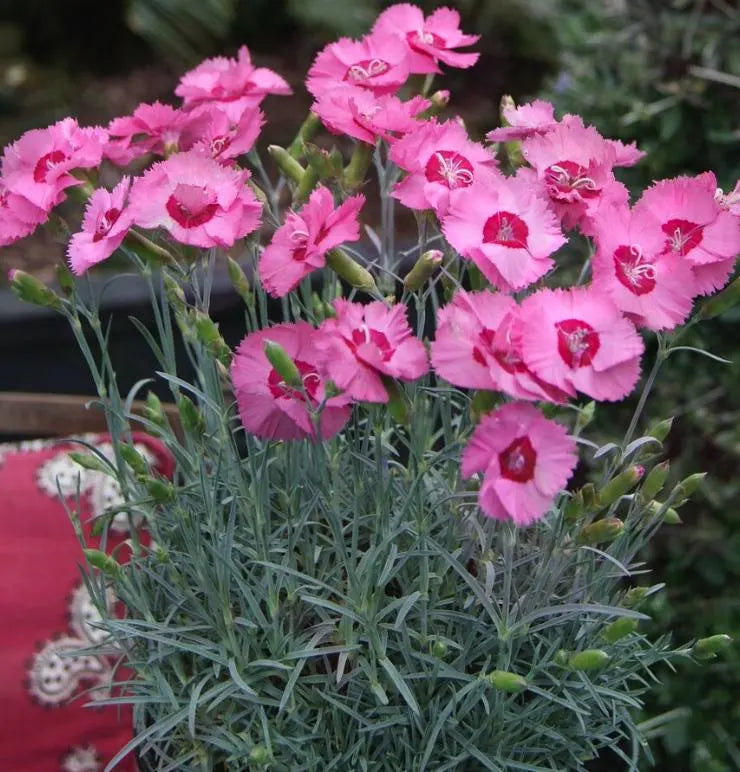 5 Live Dianthus 'Angel of Hope' starter Perennial Plants. Loves Sun. Easy to Grow. Pollinator.