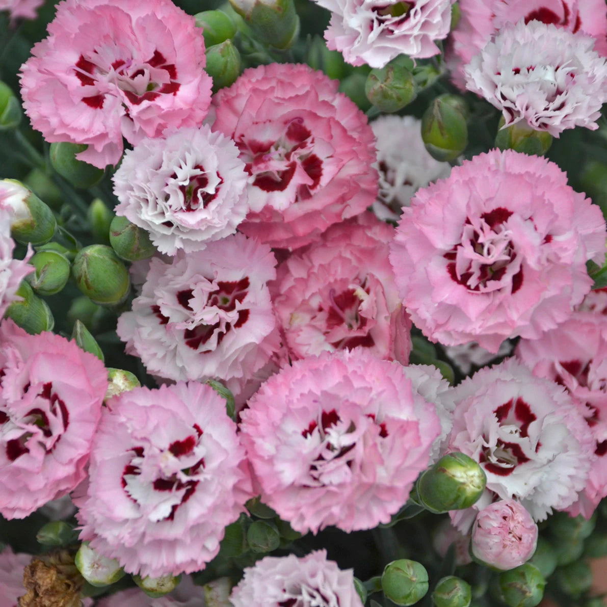 3 Dianthus 'Appleblossom Burst' Perennial Plants. Loves Sun. Easy to Grow. Pollinator.