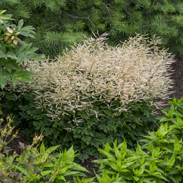 Walters Gardens, Inc. / Aruncus 'Chantilly Lace'