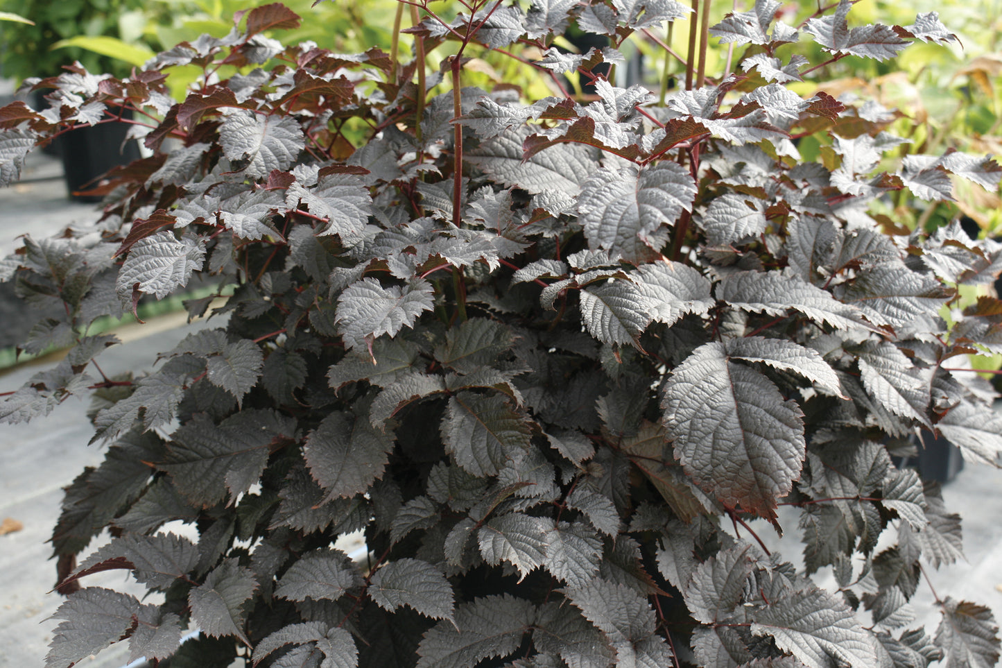 Creek Hill Nursery / Astilbe 'Chocolate Shogun'