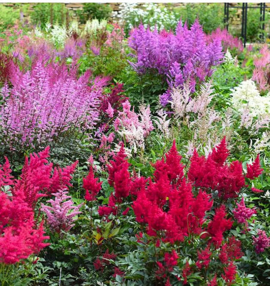 3 Mixed Astilbe Collection. Sentinel Japanese Astilbe Shade Loving Perennials. Easy to Grow.
