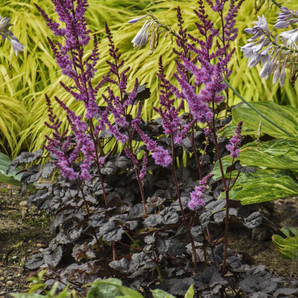 Astilbe 'Dark Side of the Moon' Starter Perennial. Loves Shade, Does Sun. Easy to Grow.