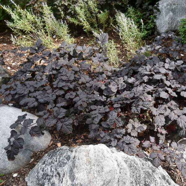 Astilbe 'Dark Side of the Moon' Starter Perennial. Loves Shade, Does Sun. Easy to Grow.