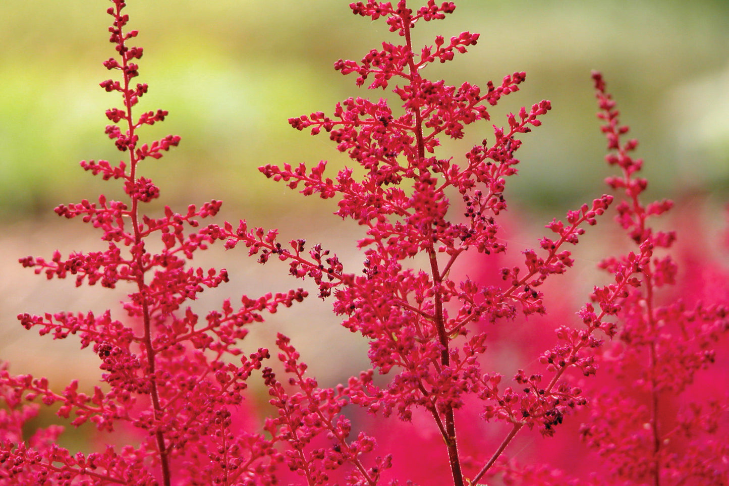 Creek Hill Nursery / Astilbe 'Montgomery'