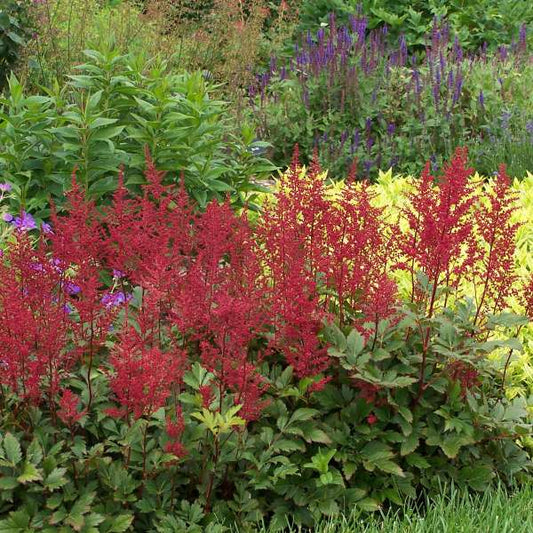 3 Astilbe 'Red Sentinel' Starter Perennials. Shade Loving Japanese Astilbe. Easy to Grow.