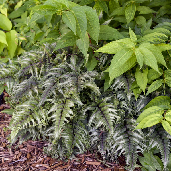 Athyrium niponicum 'Crested Surf' Starter Japanese Painted Fern. Double Crested, Loves Shade.
