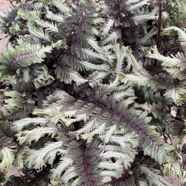 Athyrium niponicum 'Crested Surf' Starter Japanese Painted Fern. Double Crested, Loves Shade.
