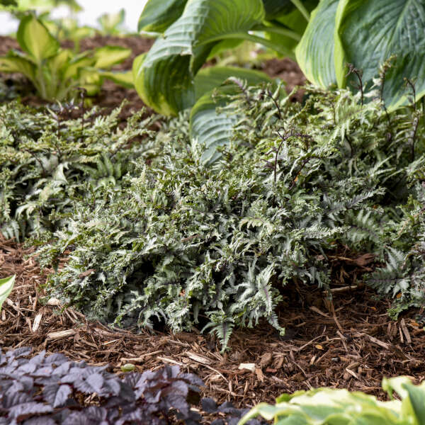 Athyrium niponicum 'Crested Surf' Starter Japanese Painted Fern. Double Crested, Loves Shade.