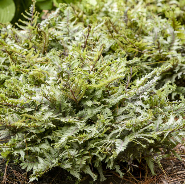 Athyrium niponicum 'Crested Surf' Starter Japanese Painted Fern. Double Crested, Loves Shade.
