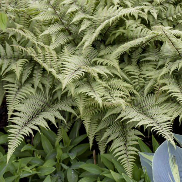 Athyrium 'Ghost' Fern. Low Maintenance, Loves Shade.