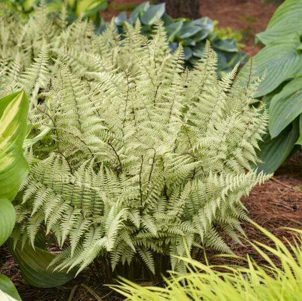 Athyrium 'Ghost' Fern. Low Maintenance, Loves Shade.