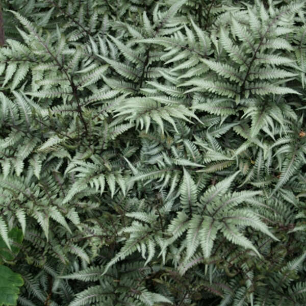 Athyrium 'Godzilla' Giant Japanese Painted Fern. Low Maintenance, Loves Shade.