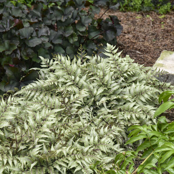 Athyrium 'Godzilla' Giant Japanese Painted Fern. Low Maintenance, Loves Shade.