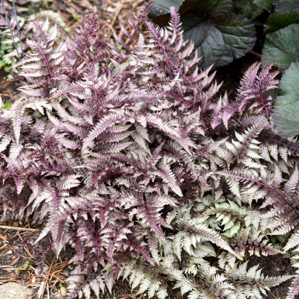 Athyrium niponicum 'Pictum' Live Starter Japanese Fern Perennial. Cool Colors.
