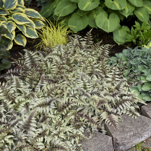 Athyrium niponicum 'Pictum' Live Starter Japanese Fern Perennial. Cool Colors.