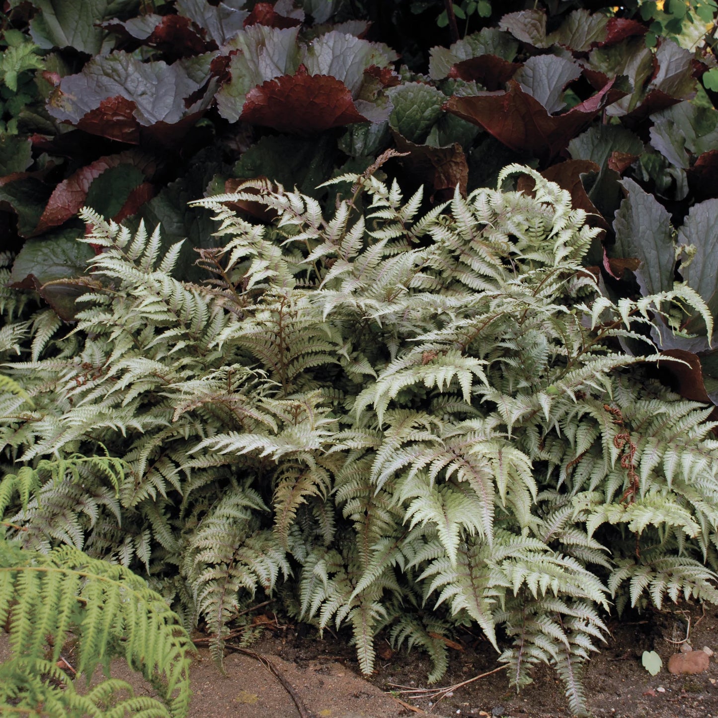 3 Athyrium niponicum 'Pictum' Live Starter Japanese Ferns Perennial. Cool Colors
