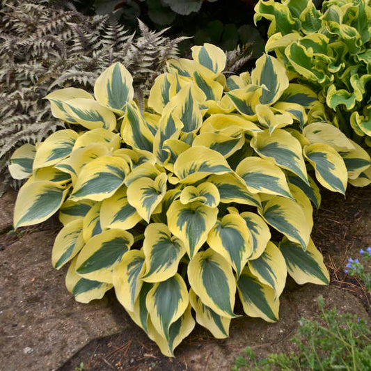 'Autumn Frost' Live Starter Hosta. Loves Shade. Super Easy to Grow. Super Cool. Ready for Spring Planting.